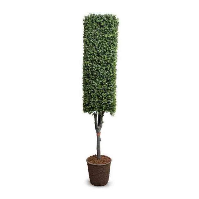 Enduraleaf Faux Boxwood Column Topiary