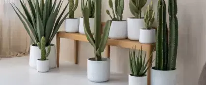 authenteak image